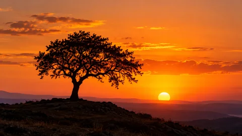 Lone tree silhouetted against an orange sunset sky.